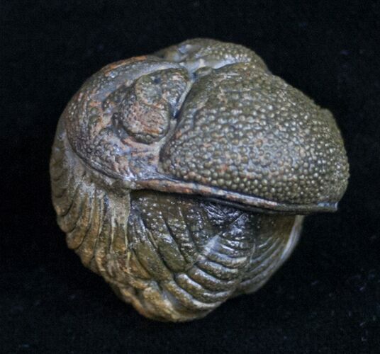 Bumpy, Enrolled Barrandeops (Phacops) Trilobite #10596